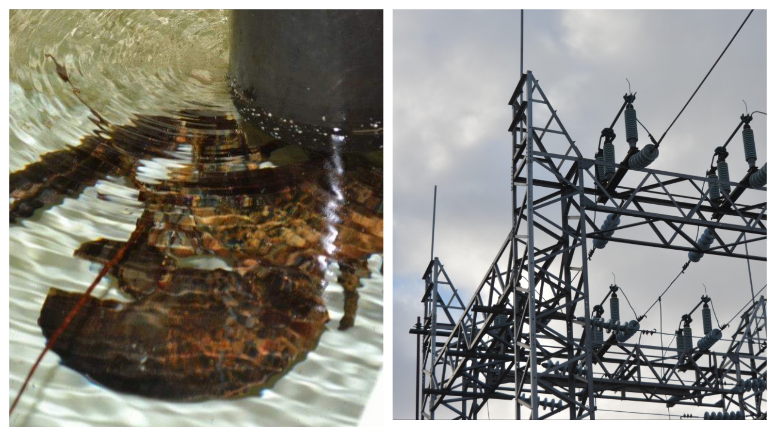 Government Amends Electricity Act / Lobster Quality Research and Innovation Centre To Help Fishery