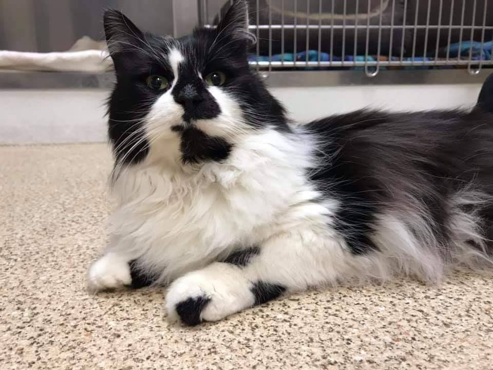 Found Kitty!