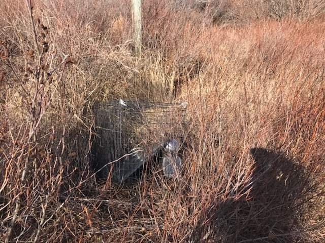On February 12th, a call was placed to the SPCA Cruelty investigators about a deceased dog in a crate in a field along the Cheboque Rd Trail in Yarmouth