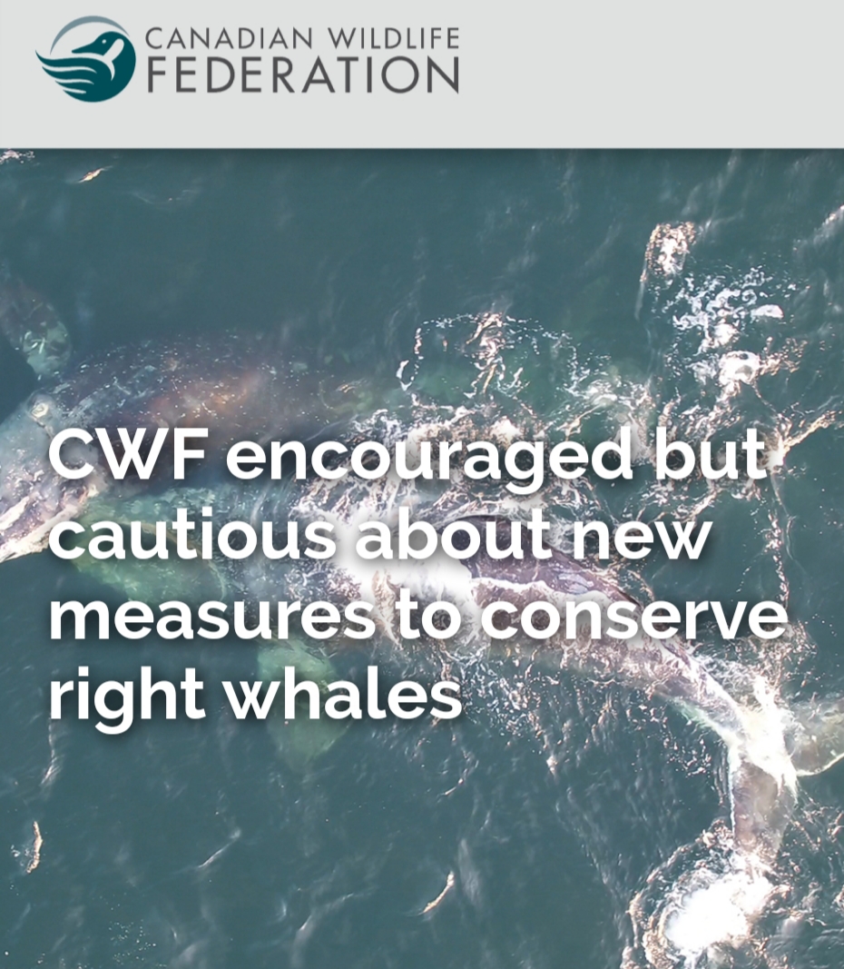 CWF encouraged but cautious about new measures to conserve right whales