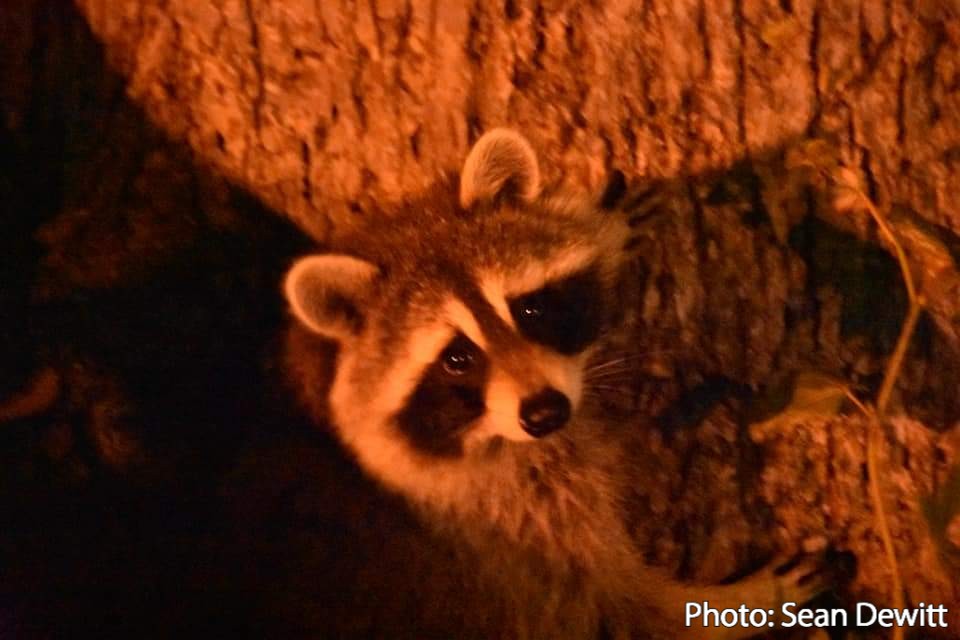 It's that time of year again! Breeding season for some wildlife has already started.  Keep wildlife from using your property as dens!