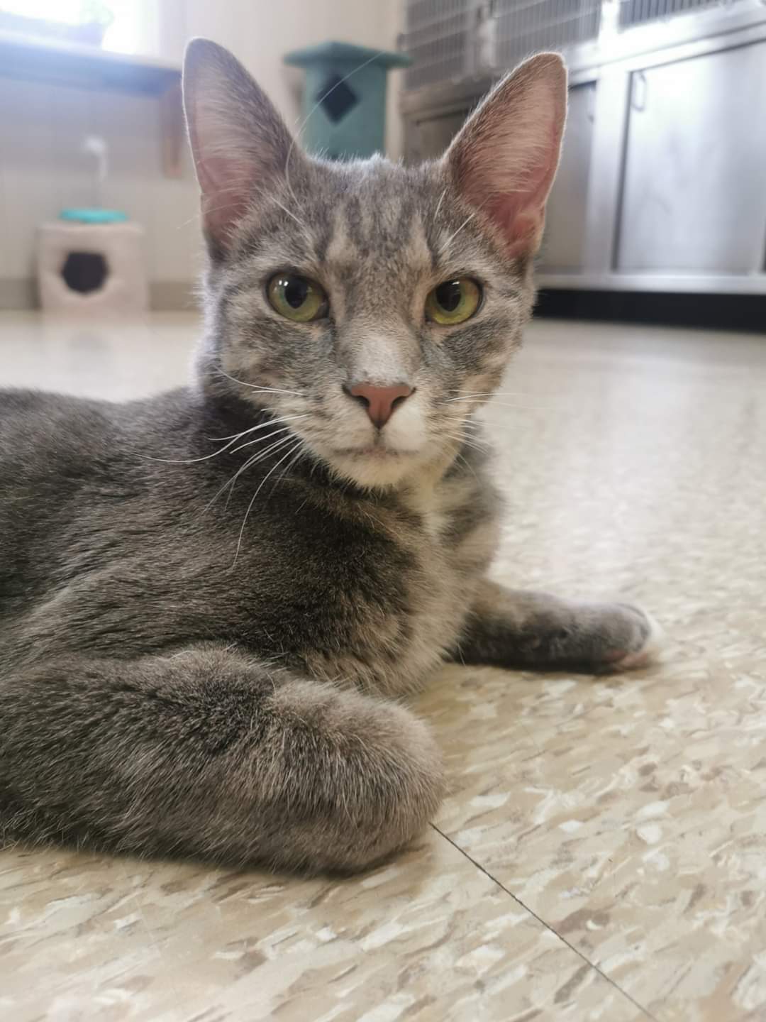 Bide Awhile: Hi - my name is Sammy!  I need a home!