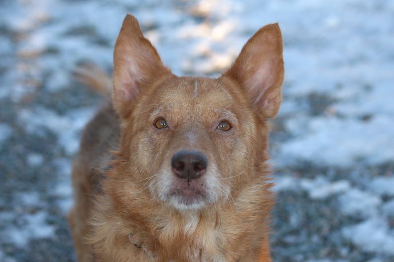 Meet this loving 7 year old shepherd mix named Gemma. Gemma is one of the sweetest pups you will ever meet.