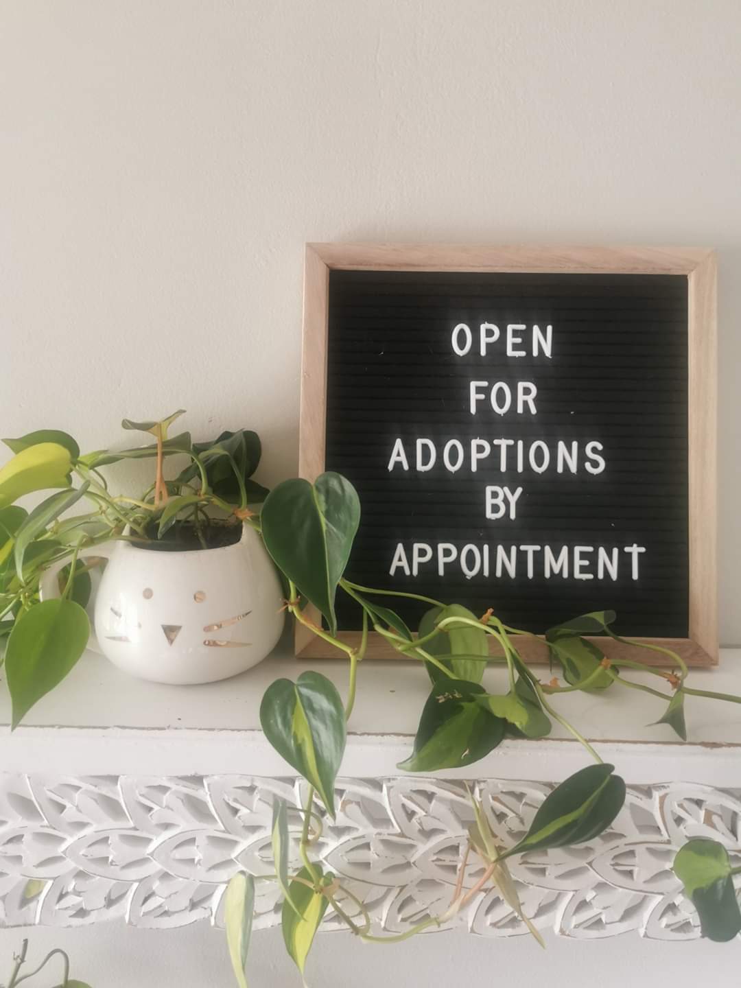 UPDATE regarding adoptions at Bide Awhile