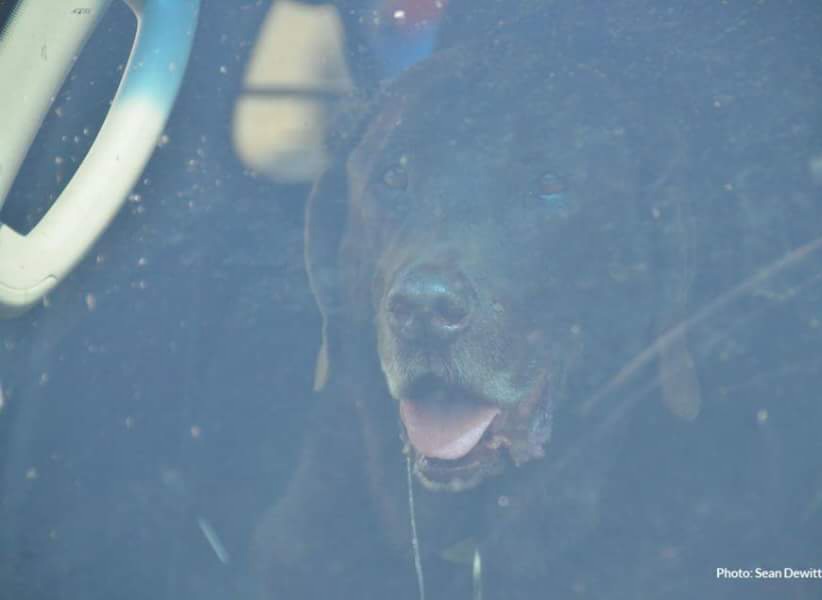 Pets in parked vehicles