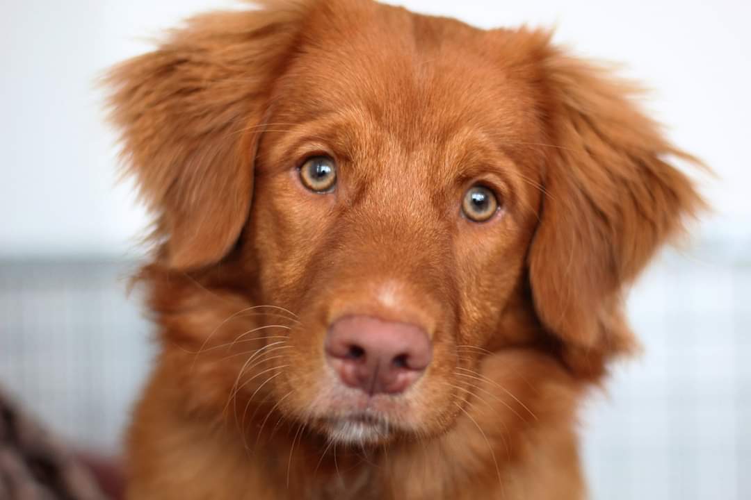 The NS SPCA introduces Virtual Adoptions