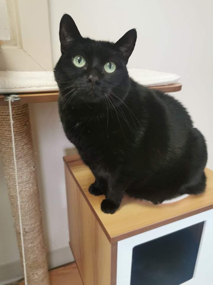 Meet Chester.  This little firecracker is still looking for her forever home