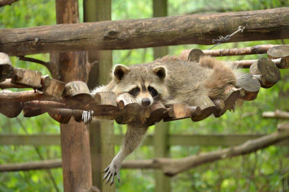 Shubenacadie Wildlife Park, Camping Season Opening in June With Safety Measures In Place