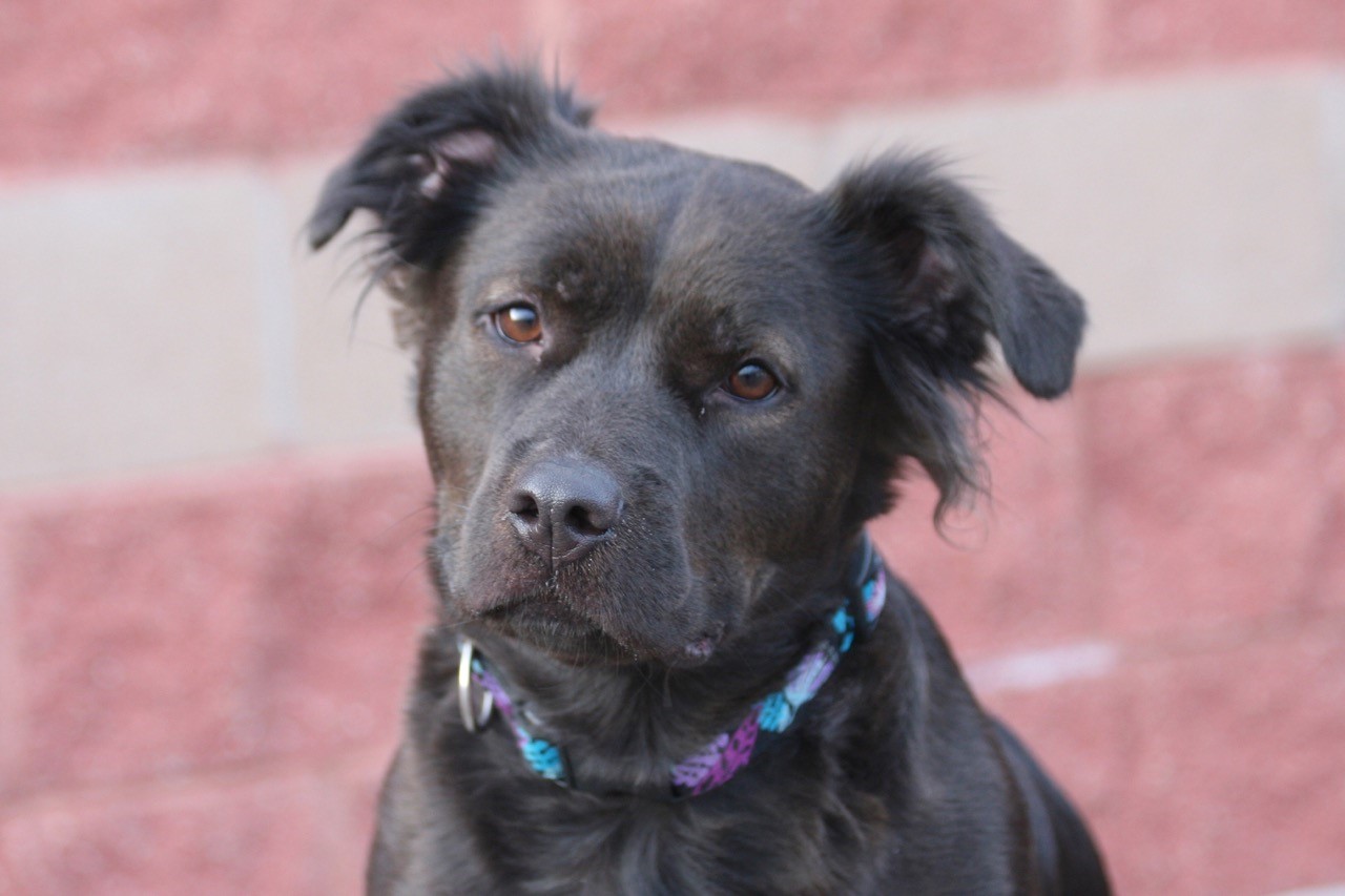 Nova Scotia SPCA and PetSmart Charities® of Canada Announce Drive-Thru Pet Pantry
