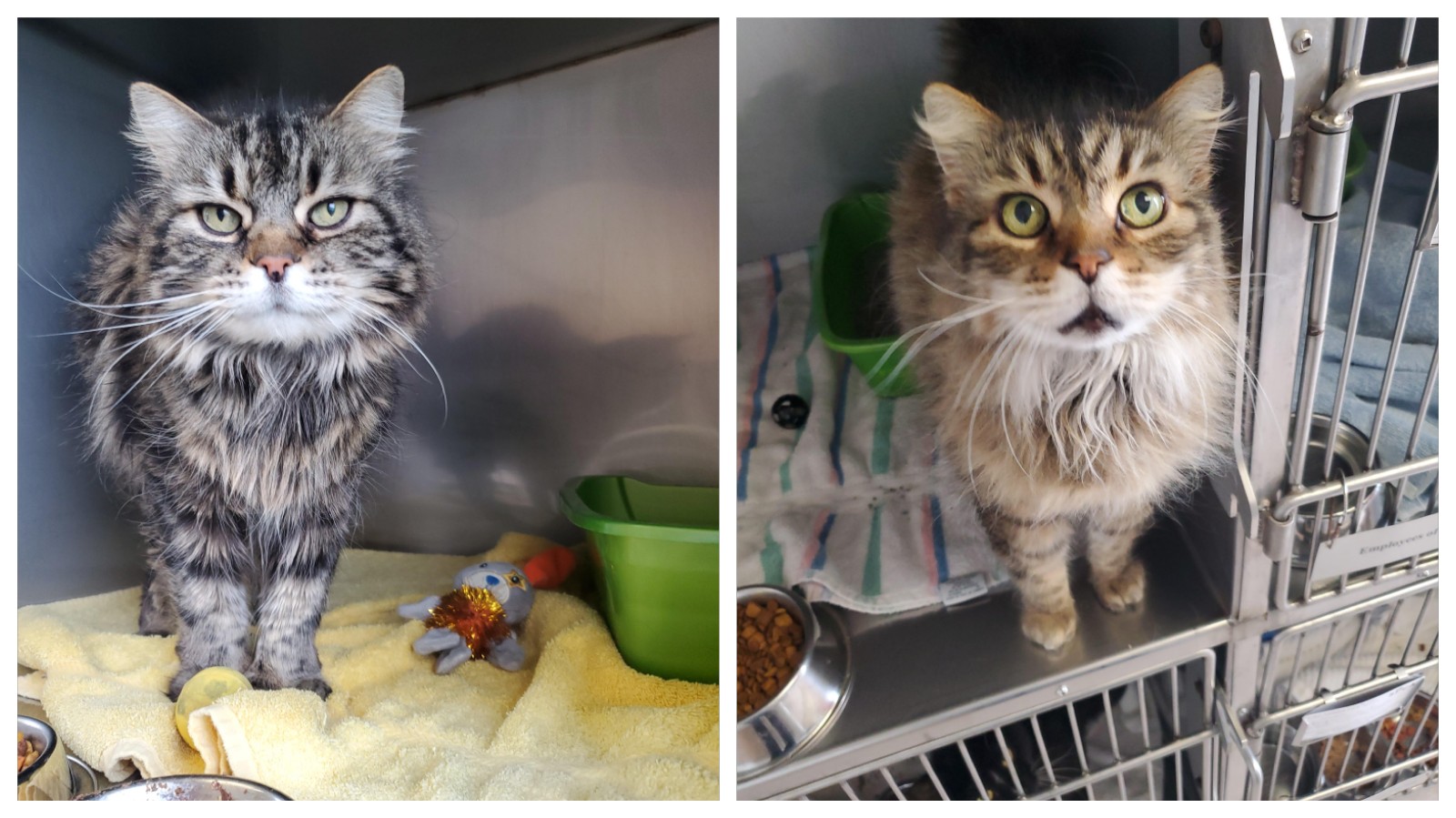 NS SPCA Weekly Highlight - Tito and Brady