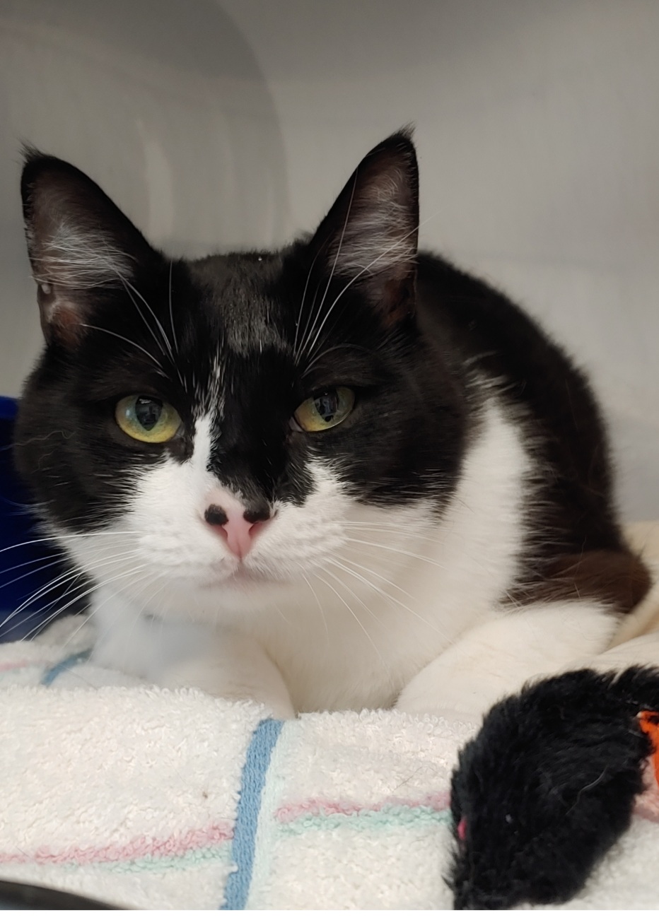 Idol is just shy of 5 years old and is looking for a forever home