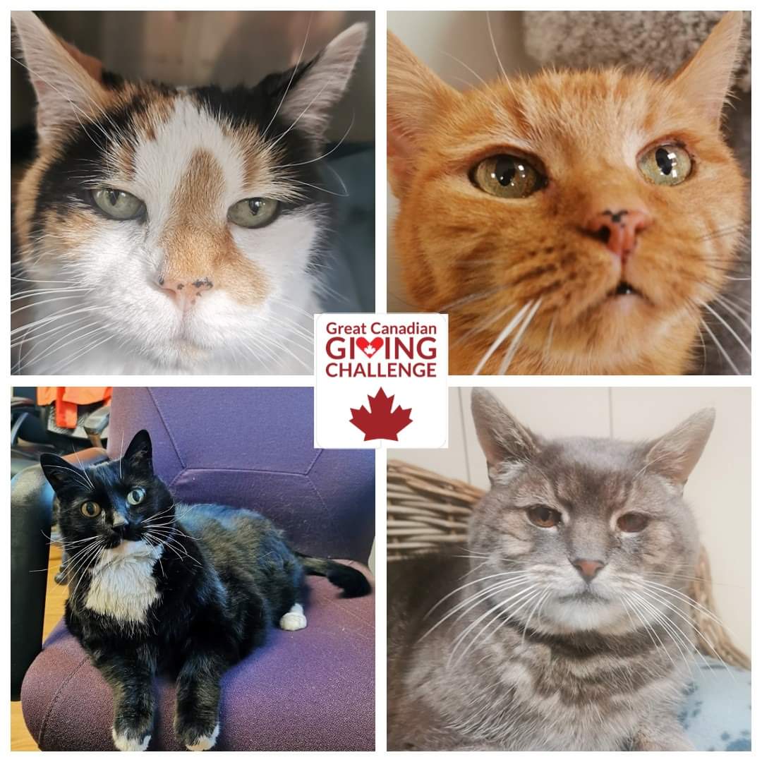 This JUNE, every DOLLAR raised through Canada Helps is an entry to give Bide Awhile a chance at winning $20,000 through the Great Canadian Giving Challenge!