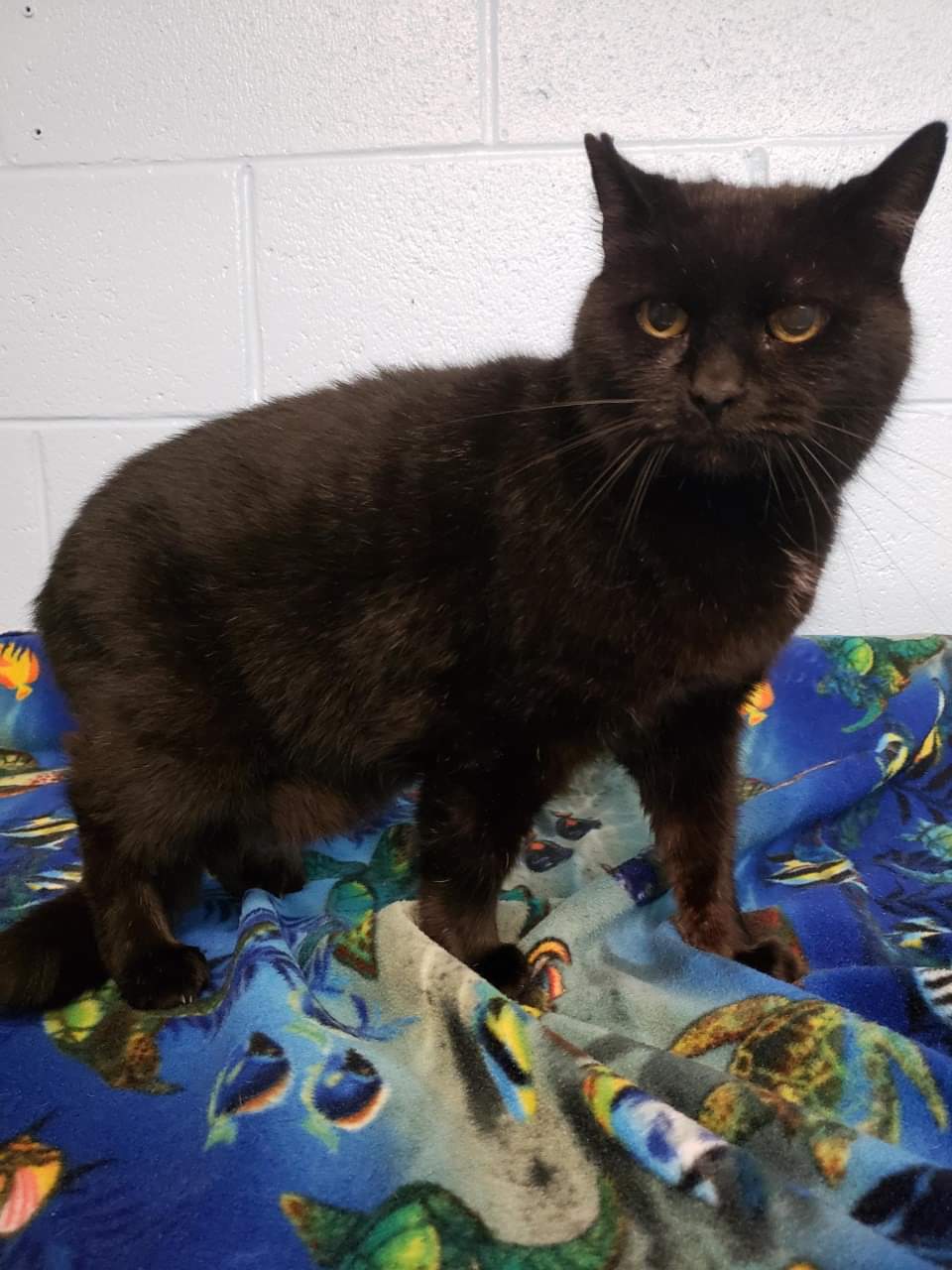 SPCA are asking for your help with any information regarding a cruelty investigation