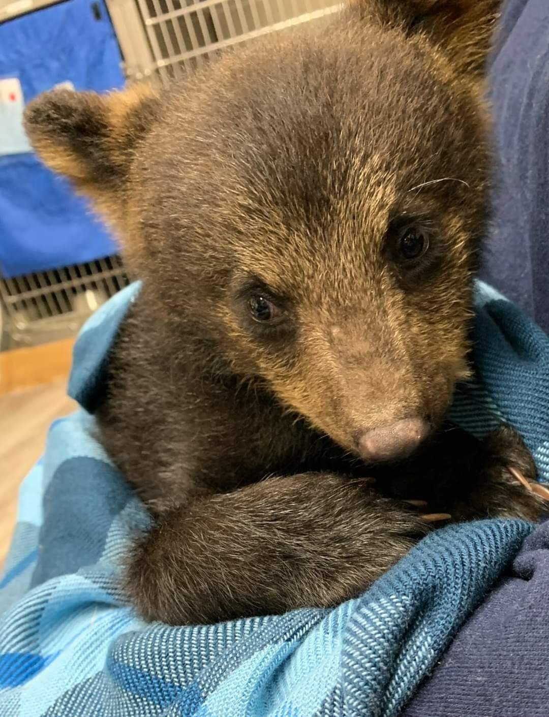 (Update) Hope for Wildlife calls for changes after bear cub seized, destroyed