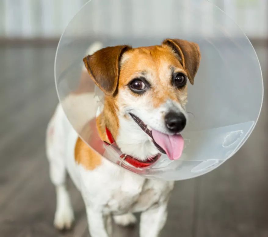 With the restrictions starting to lessen, the NS SPCA  want to share how they will be continuing to operate while following Public Health recommendations