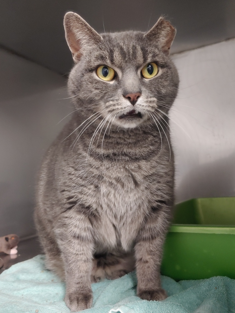 NS SPCA: Darling Precious is only 6 years old and needs a forever home