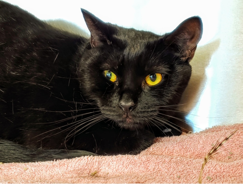 NS SPCA: Weekly Highlight - Emily