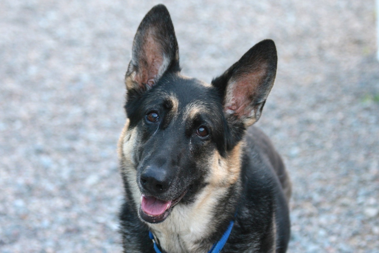 NS SPCA Weekly Highlight - Betsy