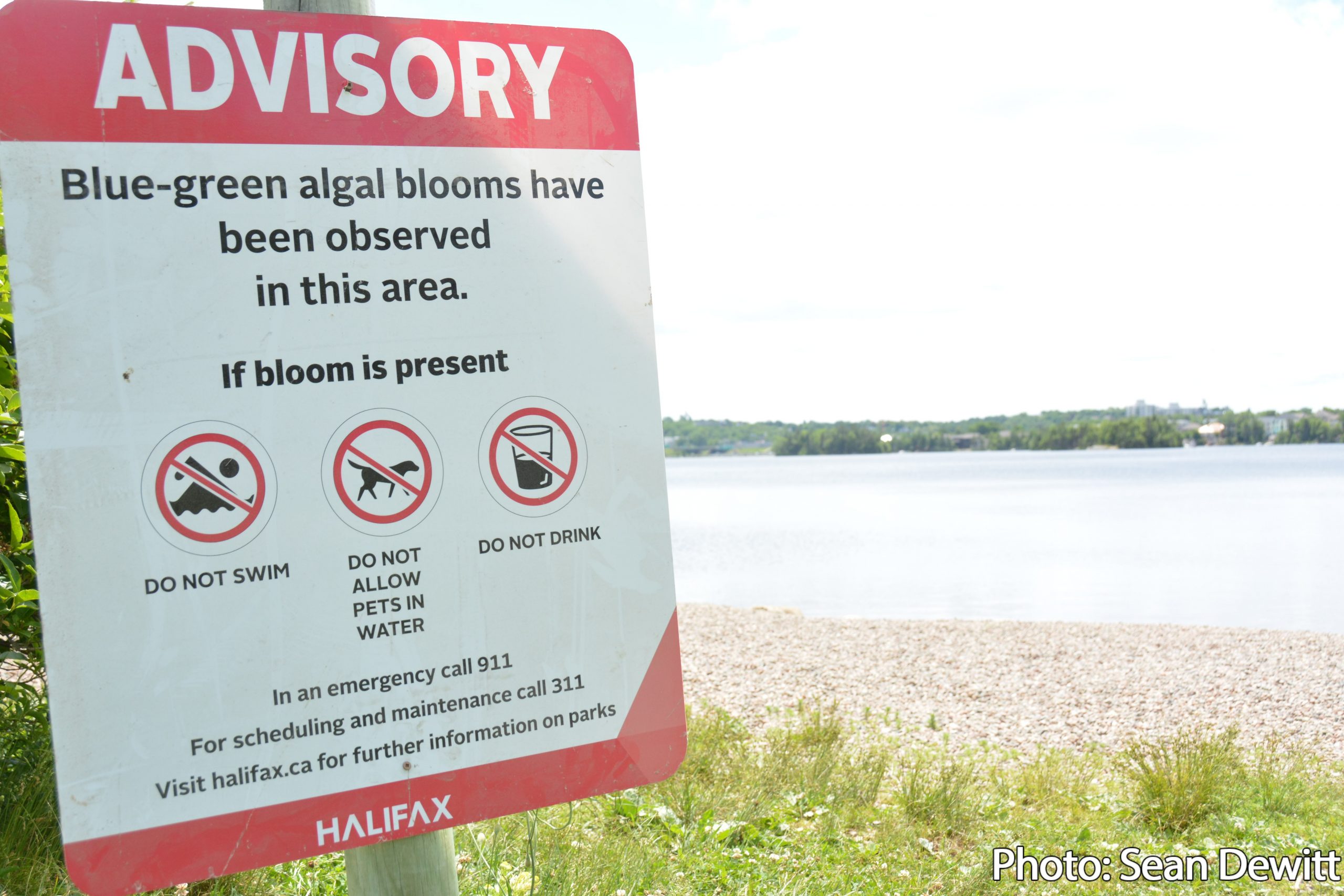 Risk advisory in effect for Lake Micmac due to possible blue-green algae bloom