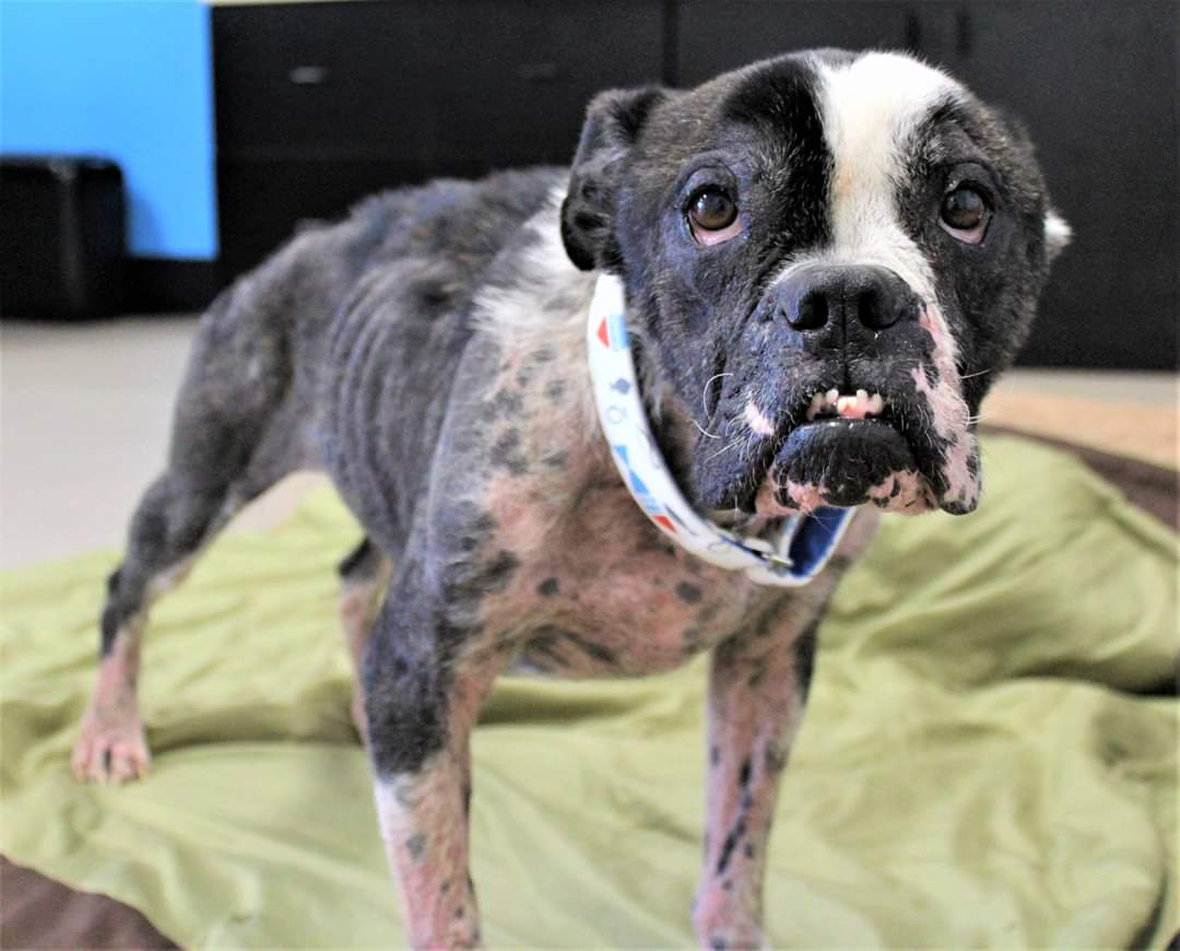 (Update) NS SPCA: Bilbo Waggins is fighting for his life and needs your help! 