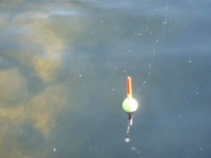Nova Scotia Angling Licences Available Online