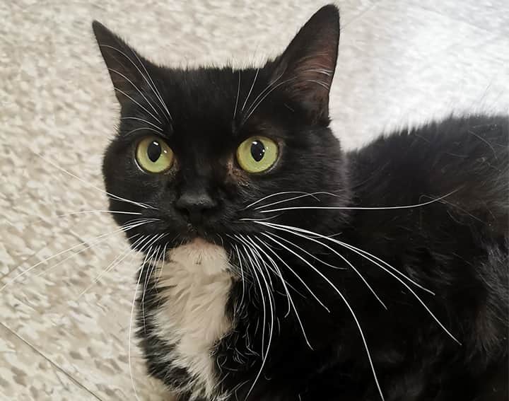 Bide Awhile: Little miss Nicole is still waiting for her forever home
