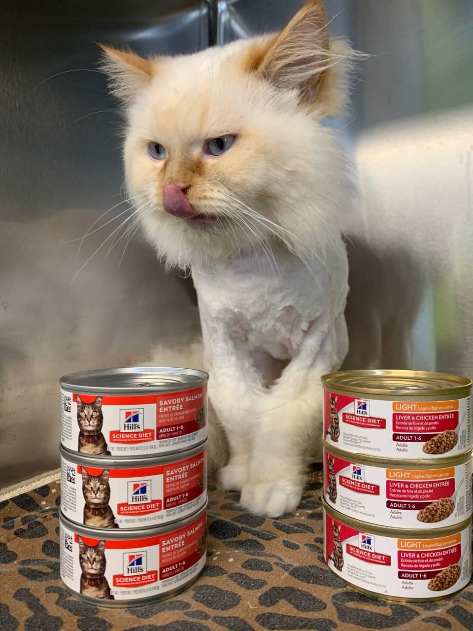 NS SPCA: Stu has noticed that we are running very low on wet food!