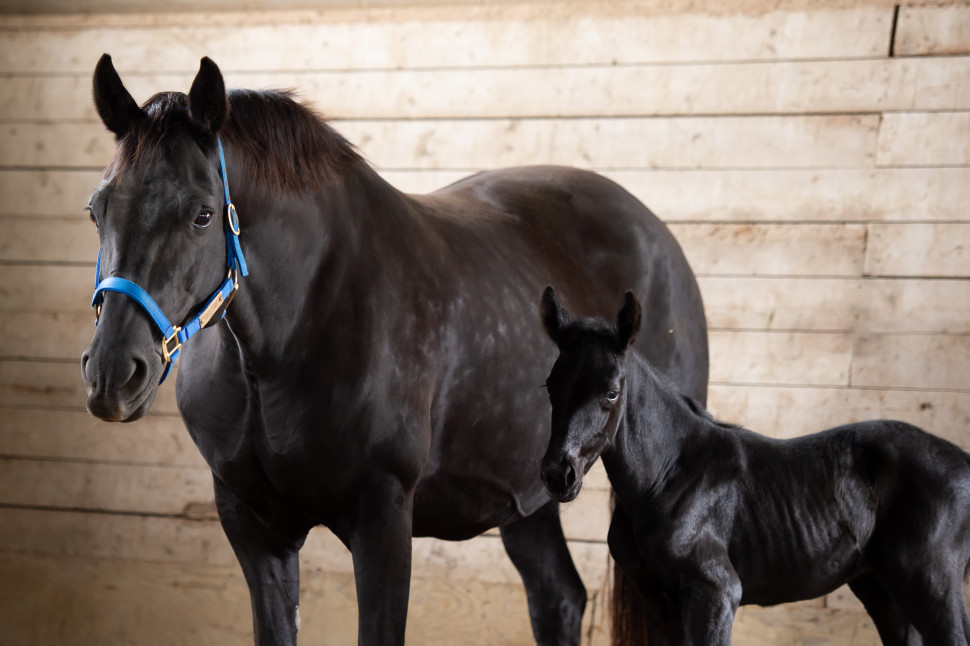 The names of the RCMP foals have been “S”-tablished!