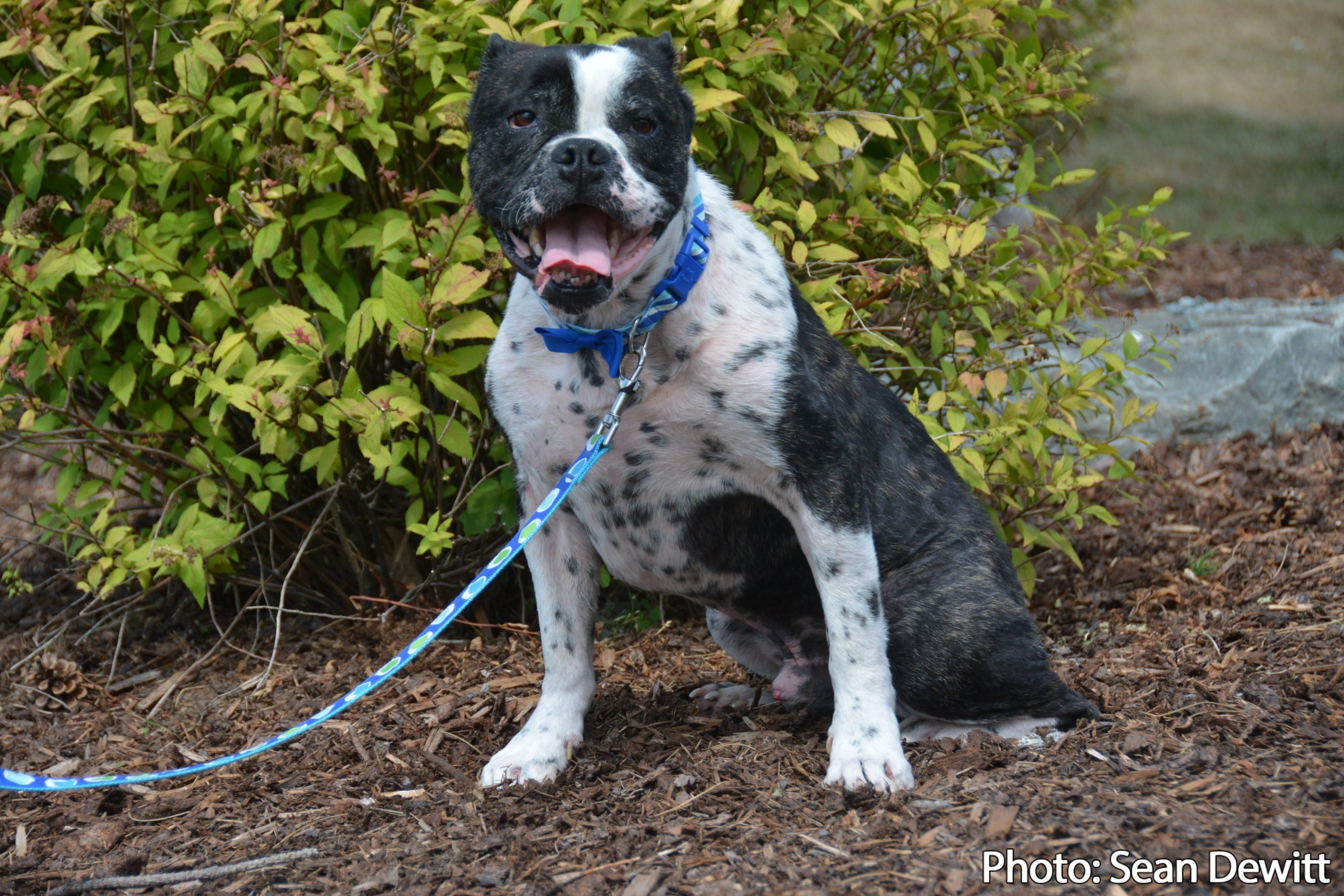 Looking good, Bilbo!  NS SPCA rehabilitation makes significant difference for Yarmouth dog