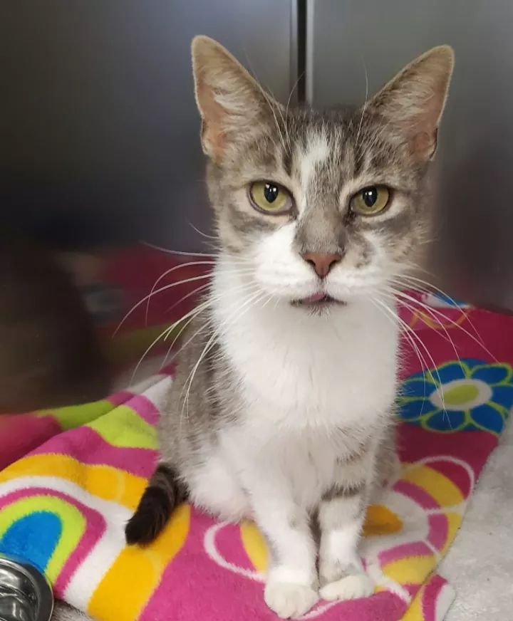 NS SPCA : Kira is available for adoption from the Dartmouth SPCA