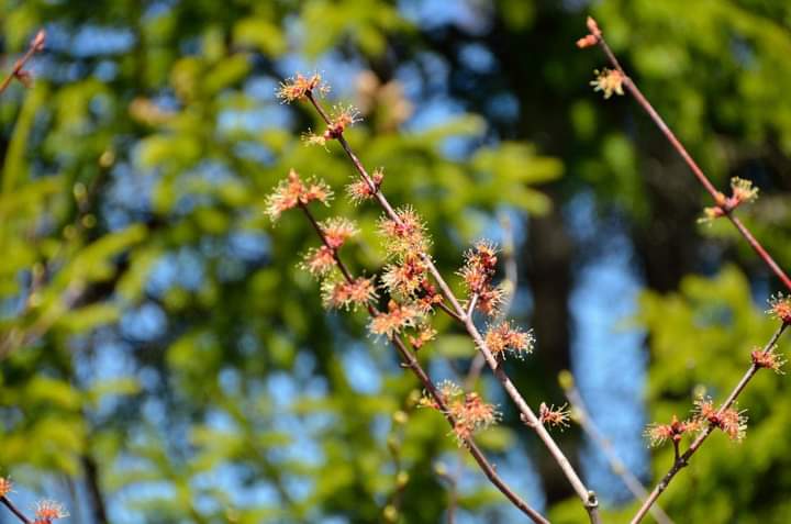 Pesticide Spraying Approved