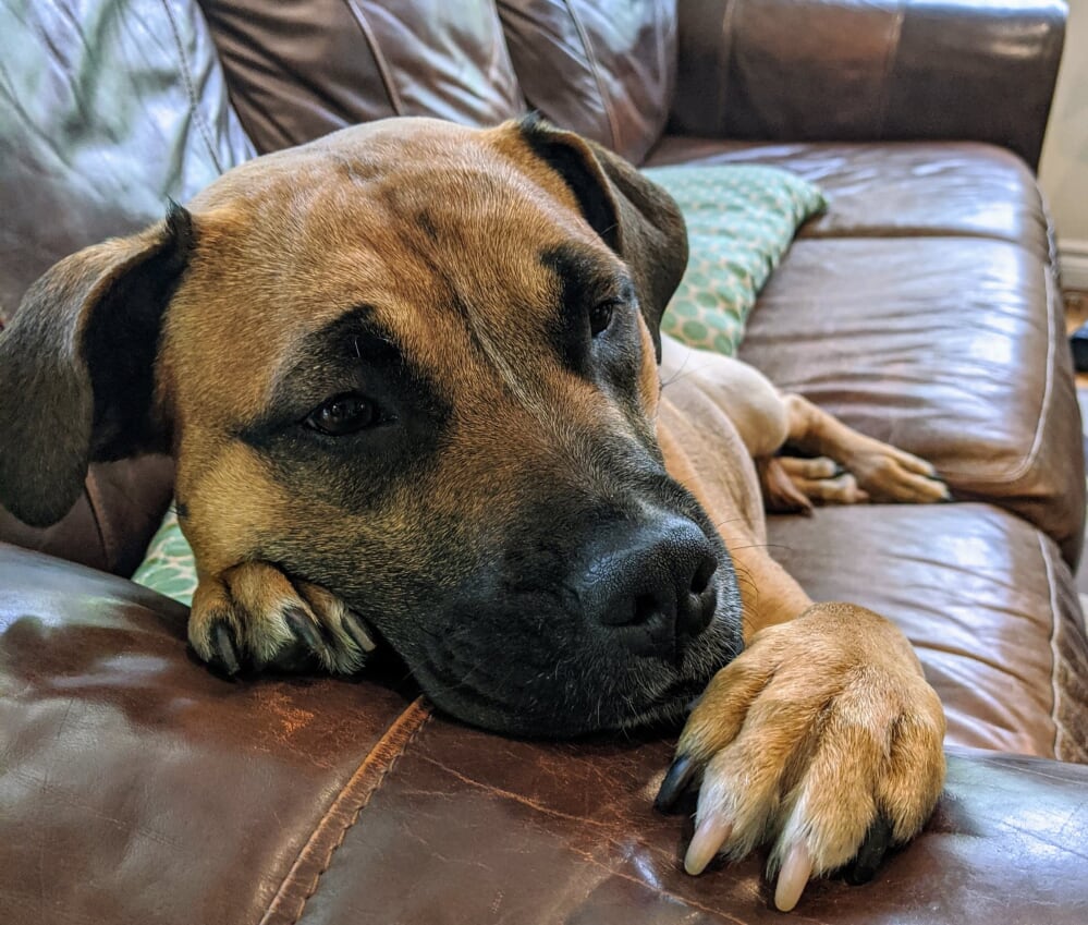 NS SPCA :  Adoptable Weekly Highlight - Hailey