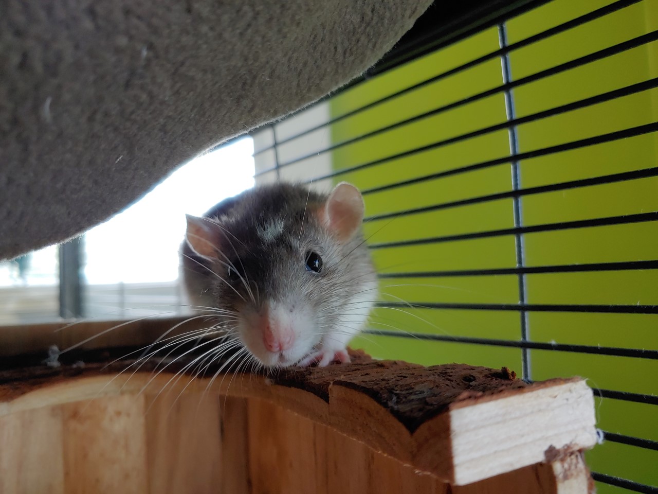 NS SPCA. Weekly Highlight - Mocha and Magnolia