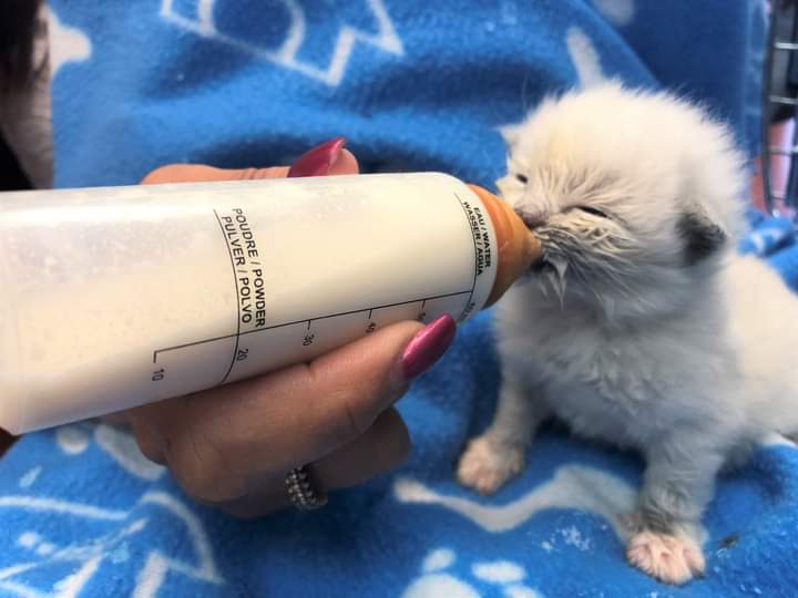 NS SPCA: BOTTLE BABY KITTEN FOSTERS NEEDED