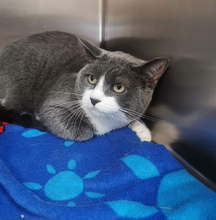 Bide Awhile: Chaz is a special guy looking for a special home