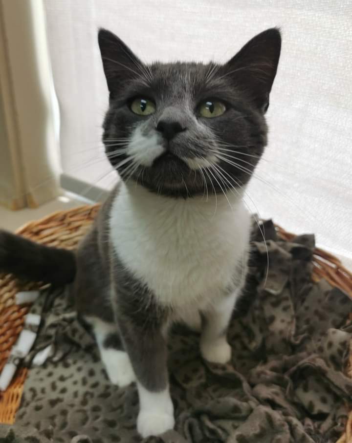 Queenie is still looking for her forever home