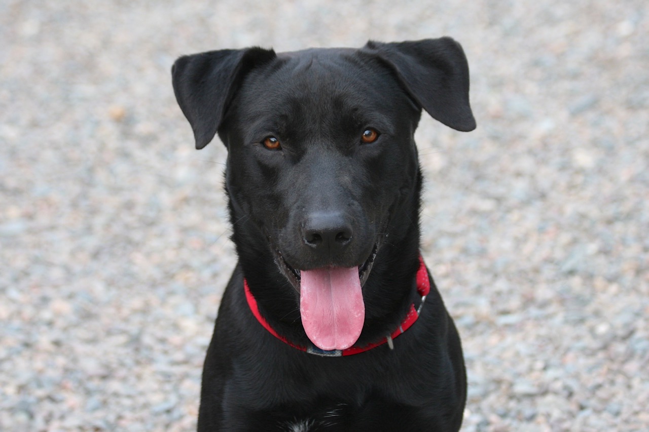 NS SPCA: Weekly highlight - Spud