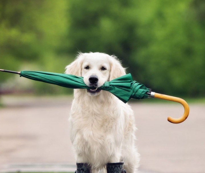 Keep Your Pets Safe in an Emergency: 8 Things You Need to Know