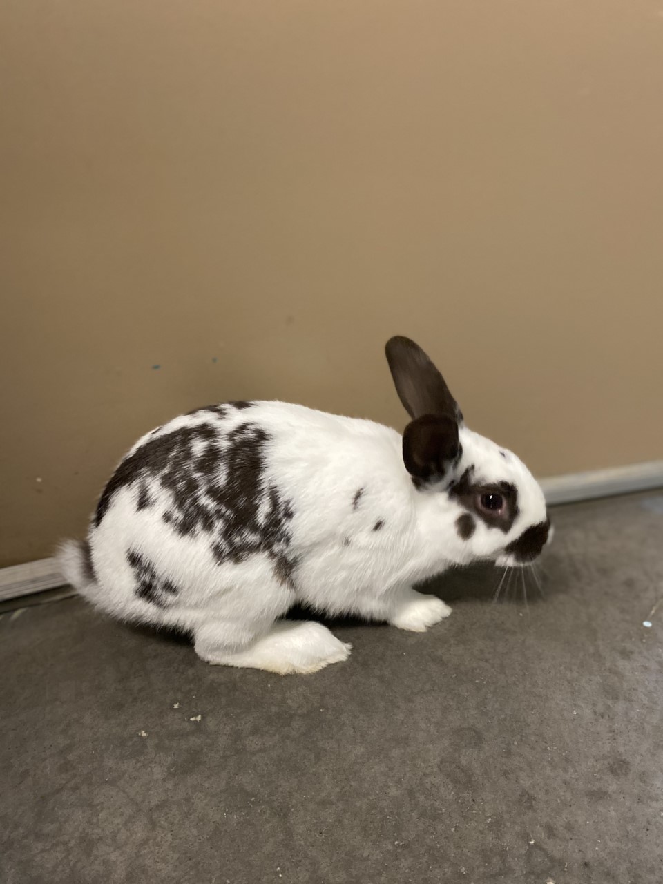 NS SPCA: Weekly Highlight - Linden