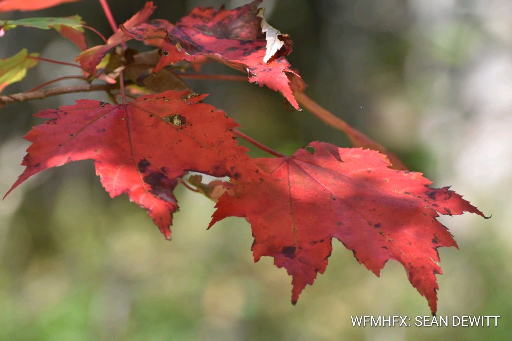 Guidance for Thanksgiving Gatherings