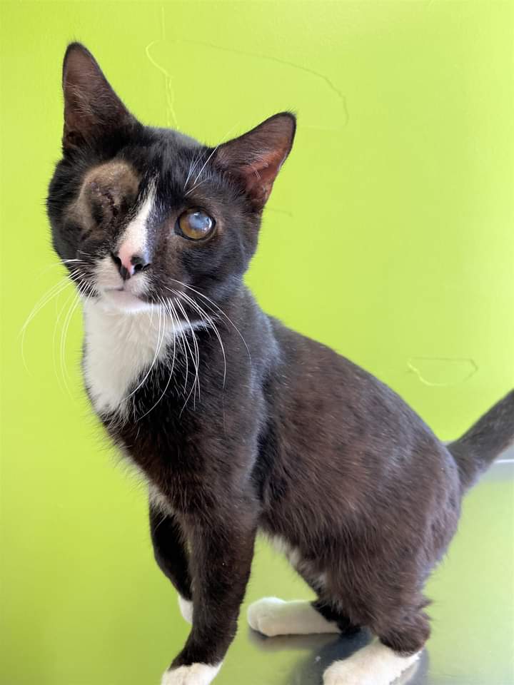 (Update) 72 cats and kittens were rescued and transported to the Nova Scotia SPCA for urgent medical care. They expect even more to arrive soon.