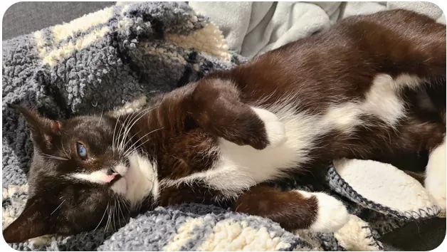 NS SPCA: 21 of the 80 rescued kitties have already found loving, forever families