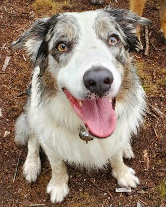 (NS SPCA) Weekly Highlight - Gray Jay