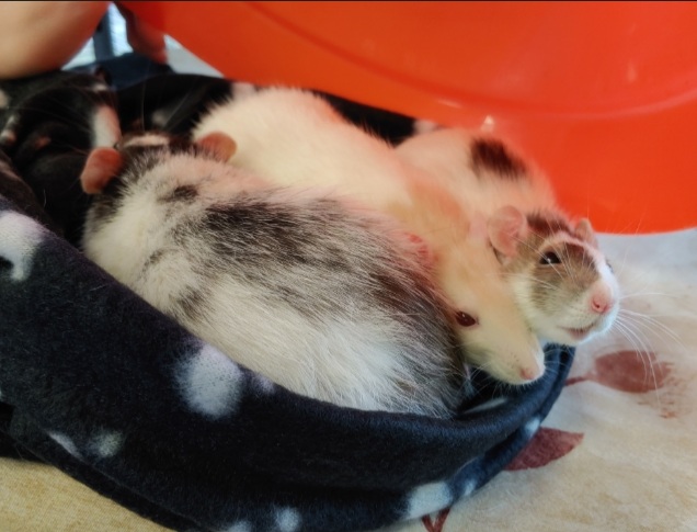 NS SPCA Weekly Highlight - 3 ratty girls