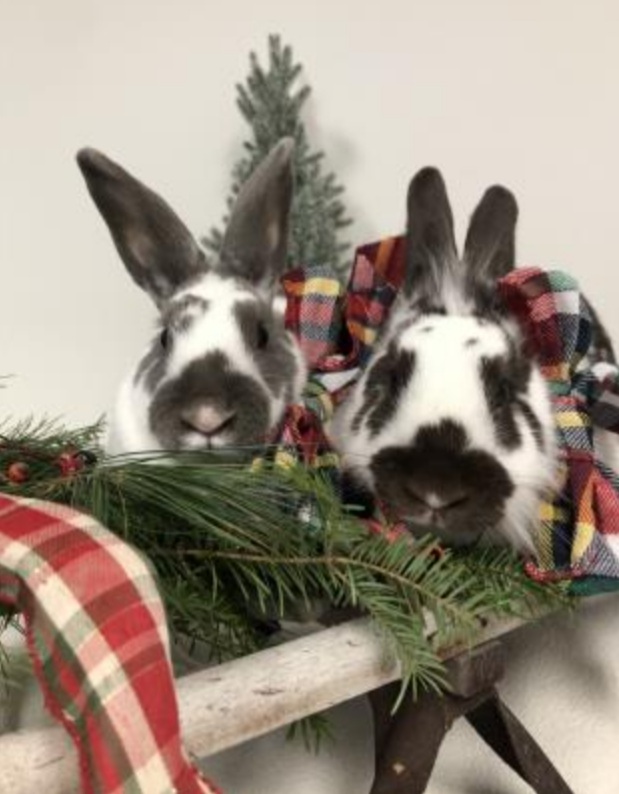 NS SPCA Weekly Highlight - Forrest and Cove