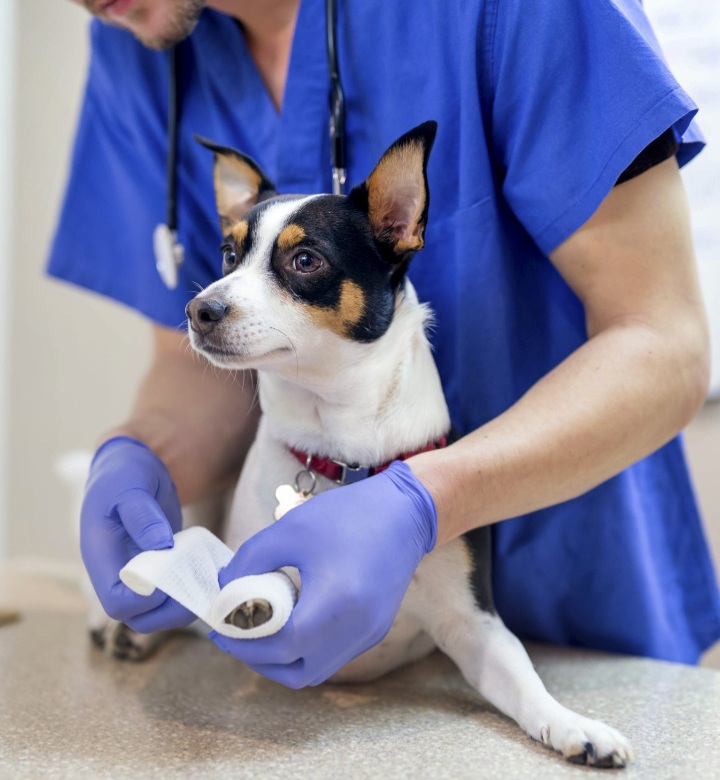The SPCA Veterinary Hospital is accepting new patients at their brand new state-of-the-art animal hospital