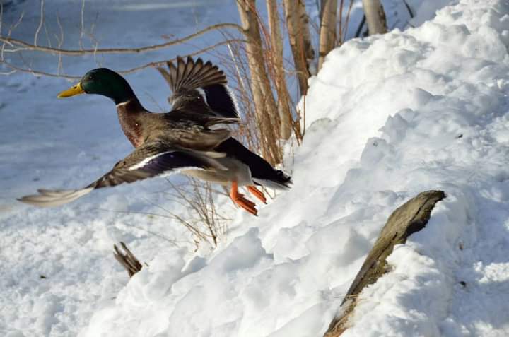 Winter recreation programming returns beginning mid-January
