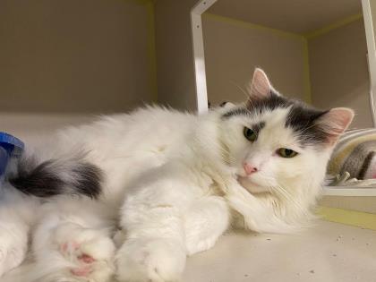 NS SPCA Weekly Highlight - Cookie