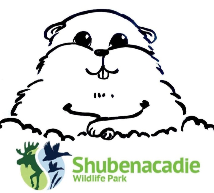 Shubenacadie Sam To Make Virtual Groundhog Day Prediction