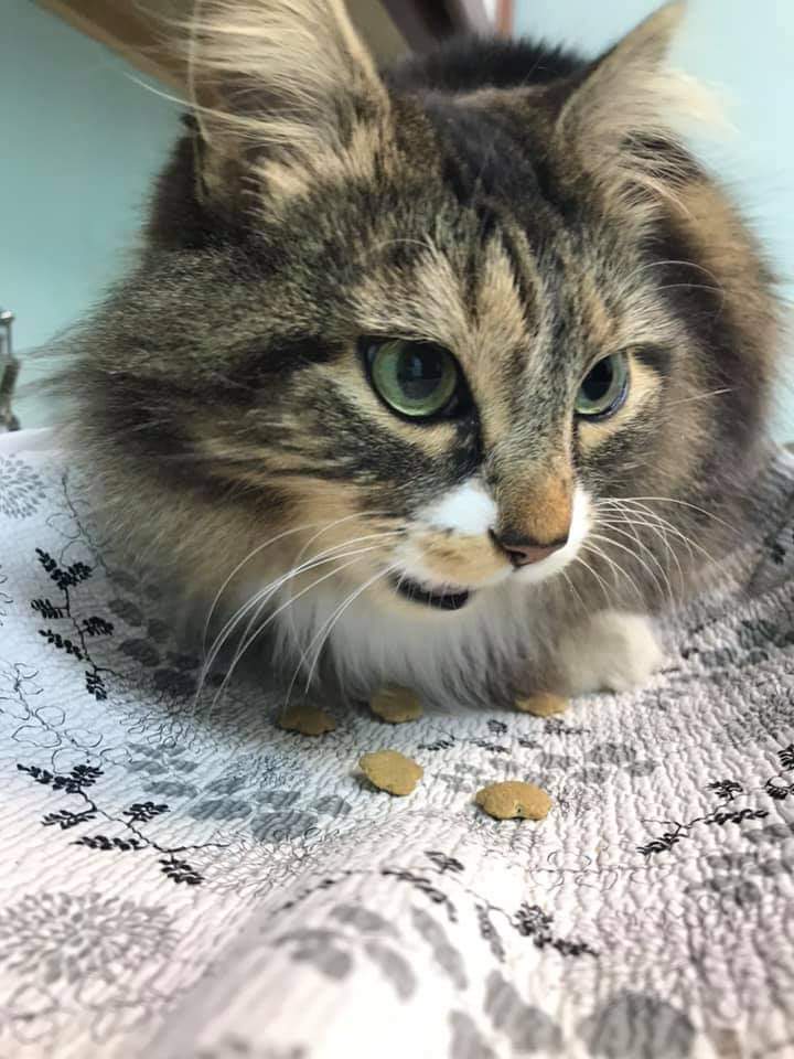 (Update) Found cats taken to vet clinic, awaiting identification